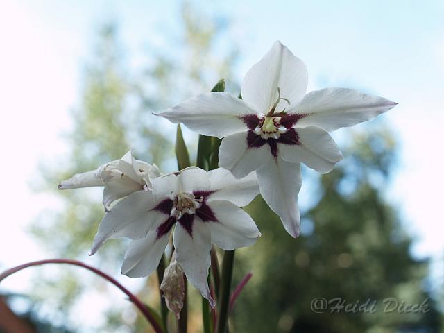 Acidanthera bicolor1.JPG - Acidanthera bicolor